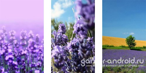 Lavender Live Wallpaper