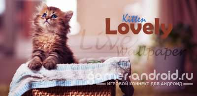 Lovely Kitten Live Wallpaper